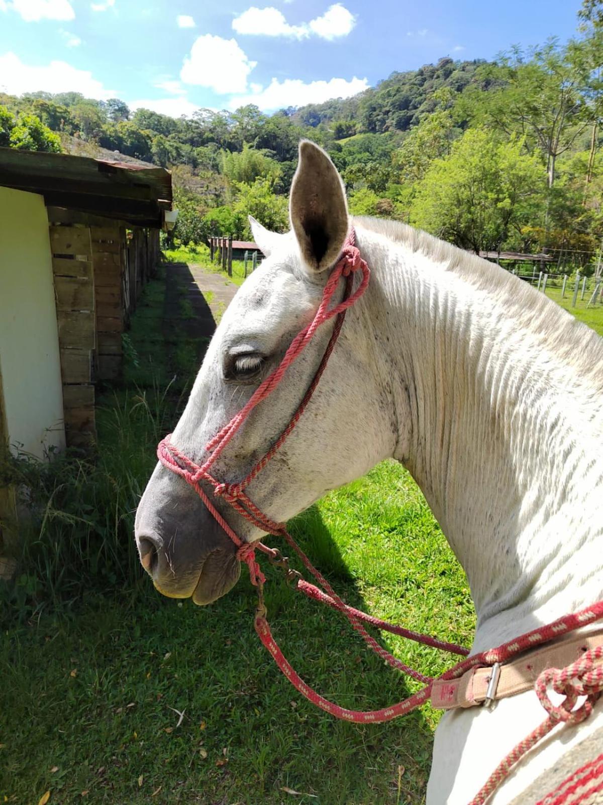Hacienda Monteclaro Hotel Turrialba Ngoại thất bức ảnh